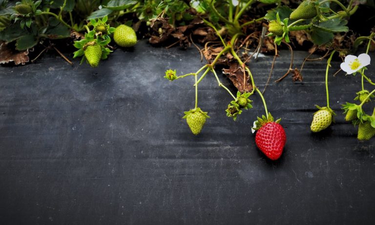 Cultivos En Baja California Sur Actividad Agrícola - BioLaf