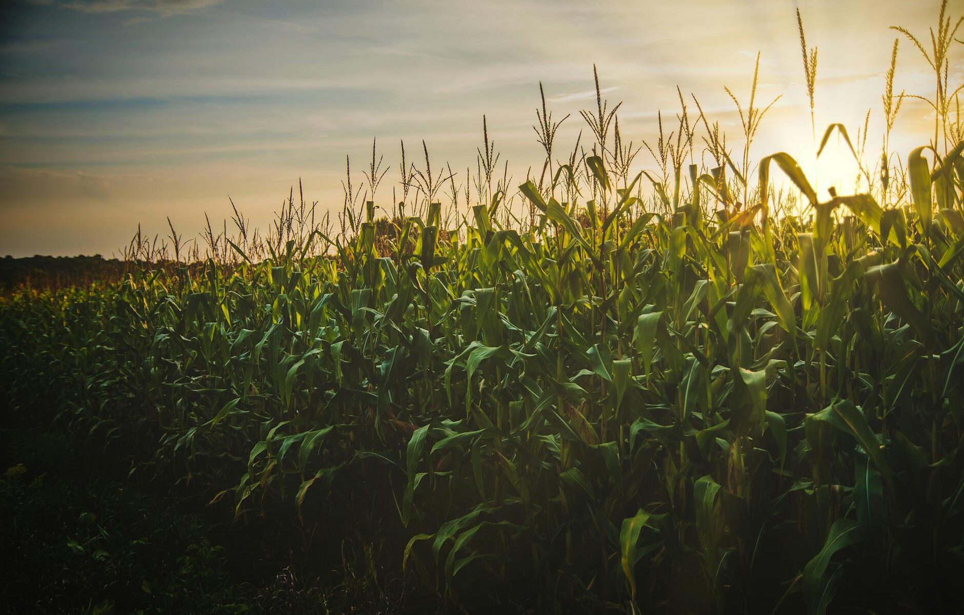 corn field