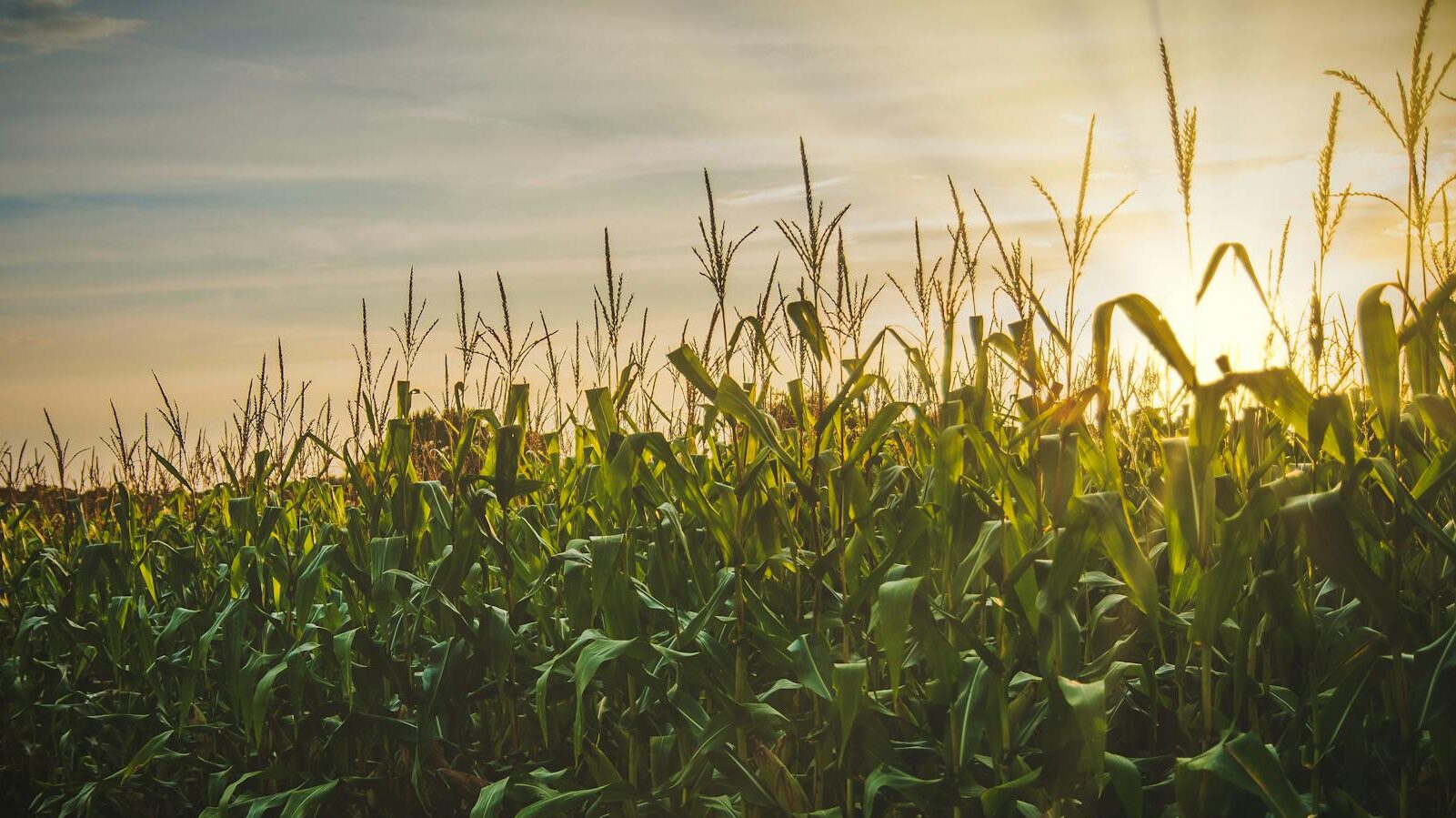 corn field